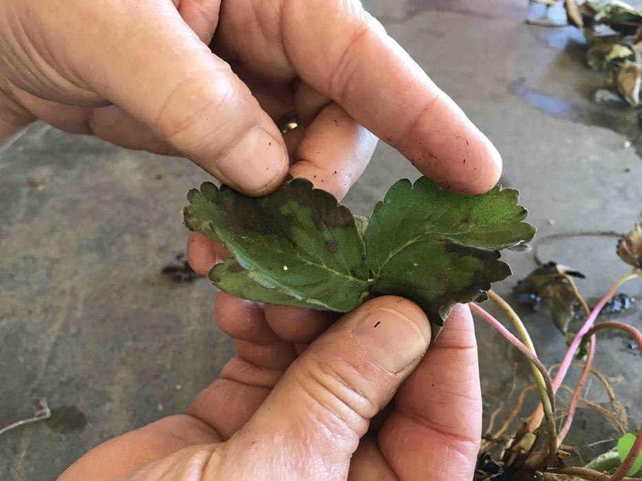 Image of chandler leaf
