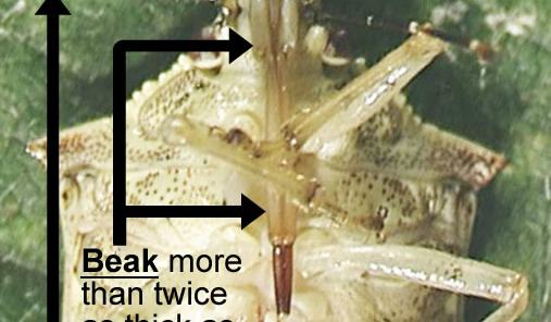 Pseudatelus Raptorius How to Distinguish Predatory From Plant-Feeding (Herbivorous) Stink ...