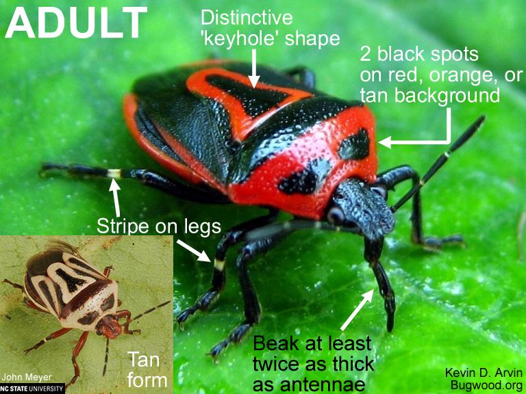 Twospotted stink bug adult
