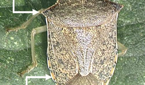 Spined Soldier Bug Look-a-Likes - Entomology | NC State Extension