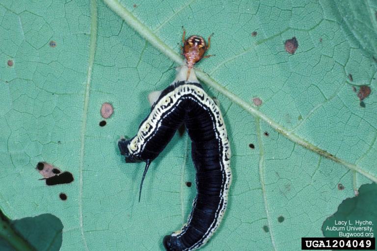 spined soldier bug nymph eating a catalpa sphinx moth larva