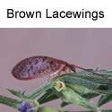 Brown Lacewing