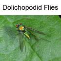 Trichopoda Files