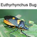 Euthyrhynchus Bug adult