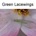 Green Lacewing
