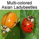 two Multi-colored Asian Ladybeetles