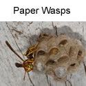 Paper wasp with egg cases