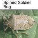 Spined Soldier Bug adult