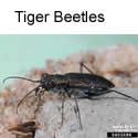 Tiger Beetle