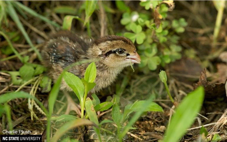 quail chick