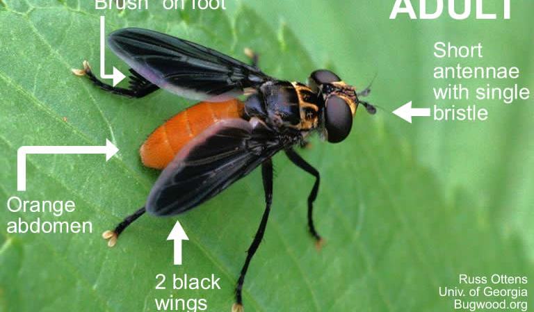 Triangular Flys Trichopoda Fly - Entomology | NC State Extension