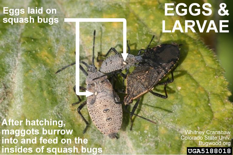 Trichopoda fly larva