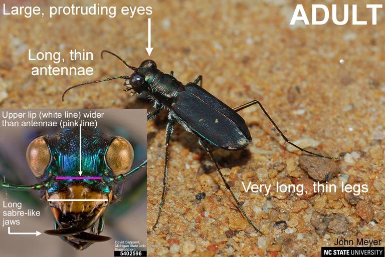 Tiger beetle adult