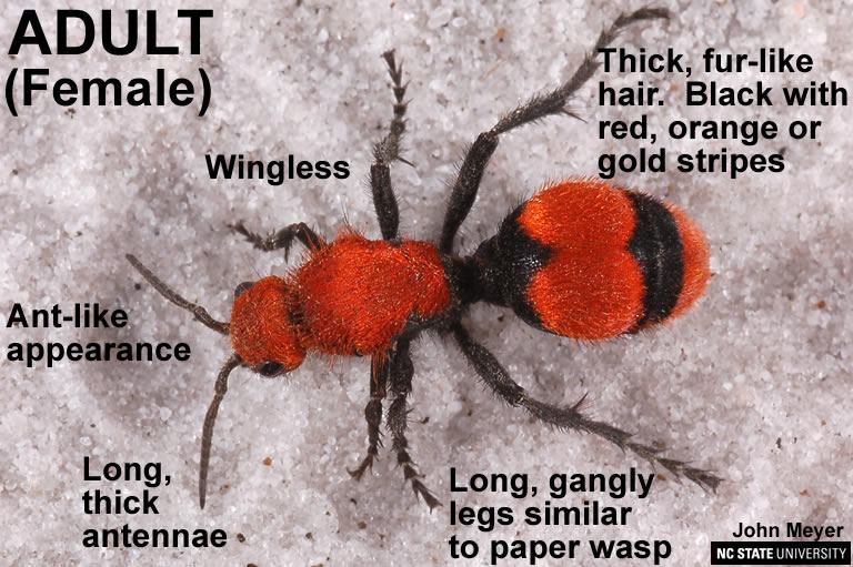 Adult female velvet ant