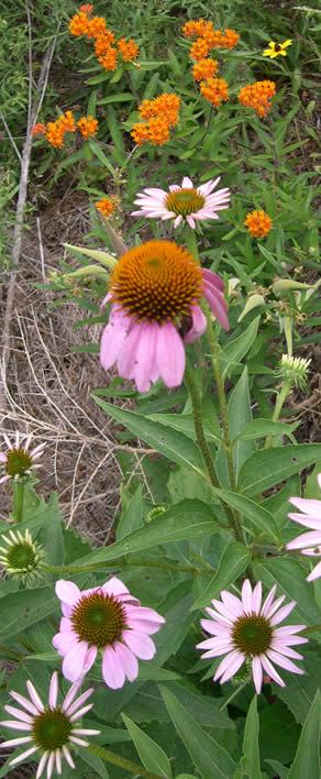wildflowers
