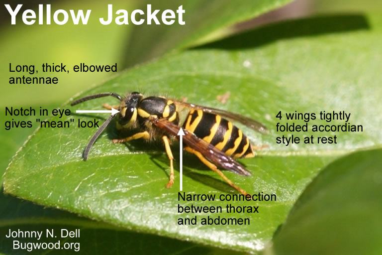 Yellow Jacket identifying features