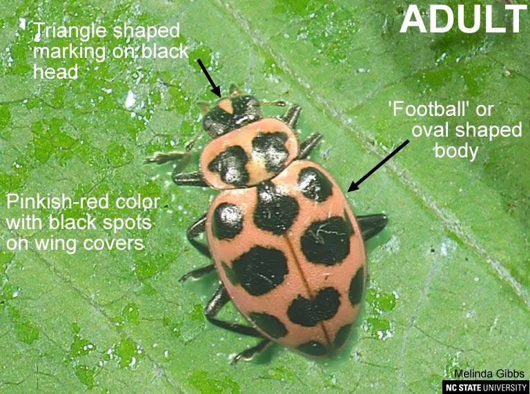C-mac Ladybeetle adult