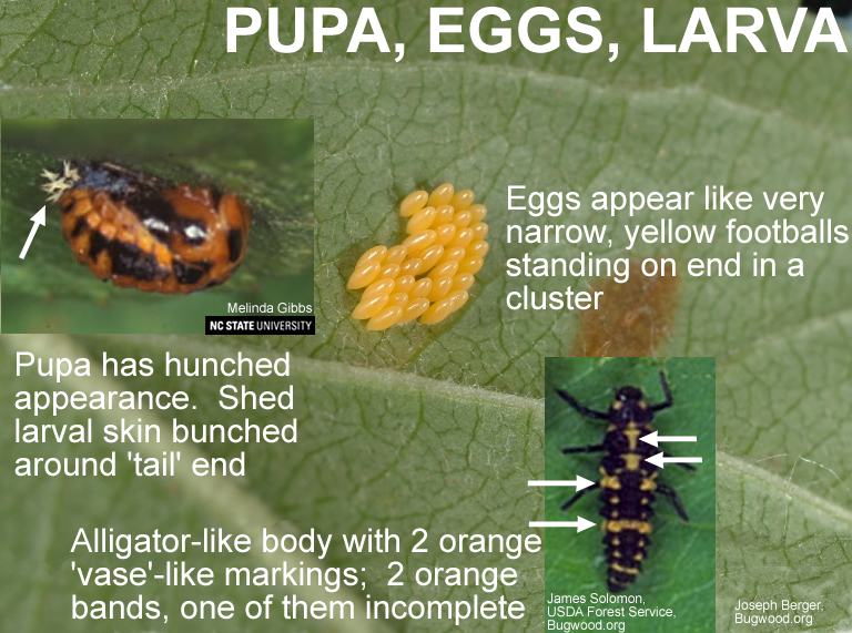 C-mac Ladybeetle Pupa and Eggs