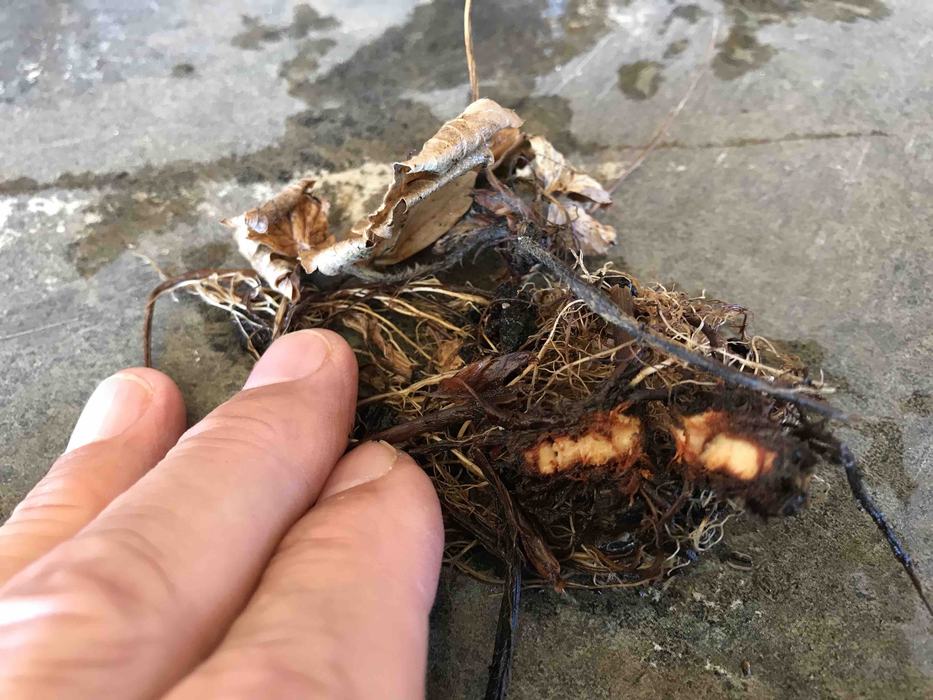 Image of crown cut