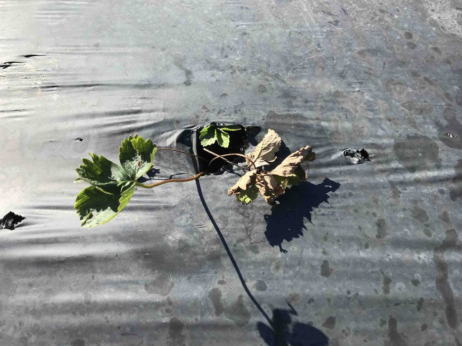 Image of dying plant