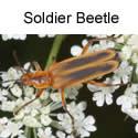 Soldier Beetle