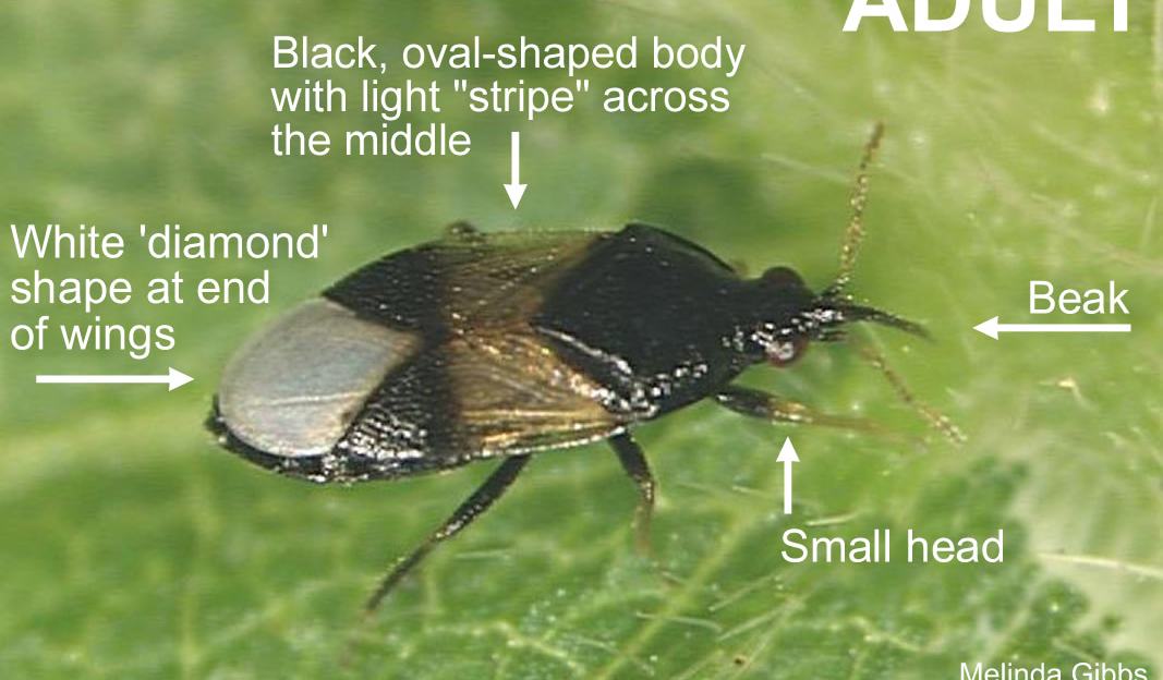 Florus Insect Insidious Flower Bug - Entomology