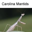 Carolina Mantid