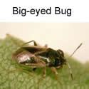 Big-eyed bug adult