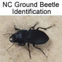 Ground Beetle