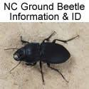 Ground Beetle