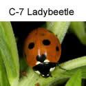 C-7 Ladybeetle
