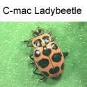 C-Mac Ladybeetle