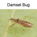 Damsel Bug
