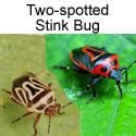 Two-spotted Stink bug 
