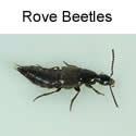 Rove Beetle