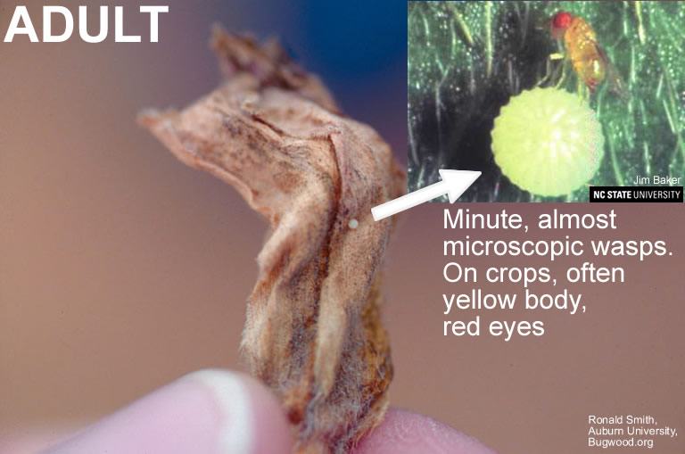 Trichogramma wasp adult