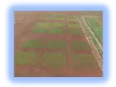 Image of forage plots