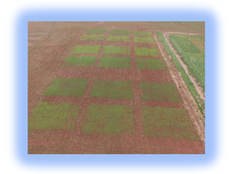 Image of forage plots