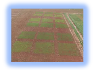 Image of forage plots