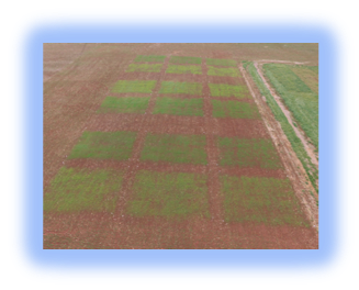 Image of forage plots