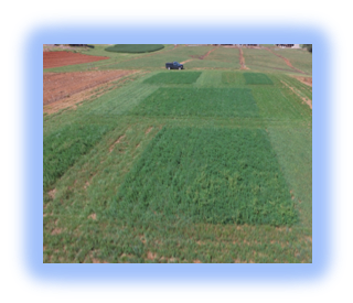 Image of forage plots