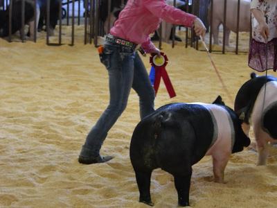 A girl holds ribbons in an arena with a pig. 