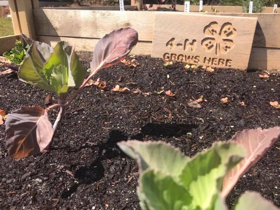 4-H Grows Here