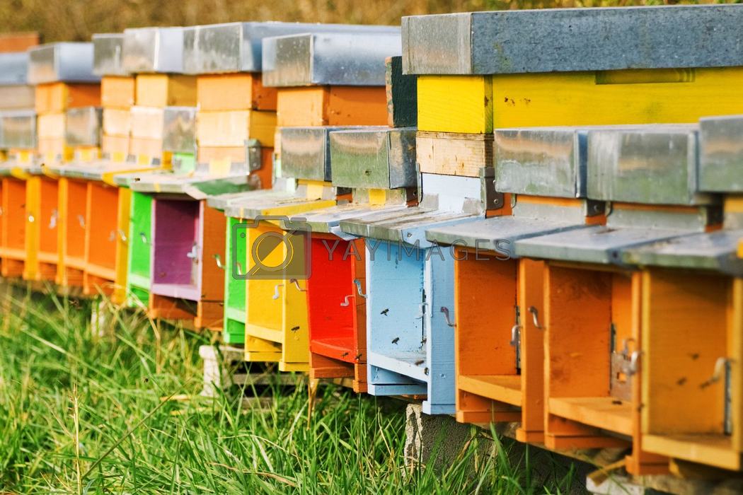 Row of colorful wooden beehives with bees flying at their entrances
