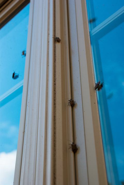 BMSB unable to enter well-sealed window