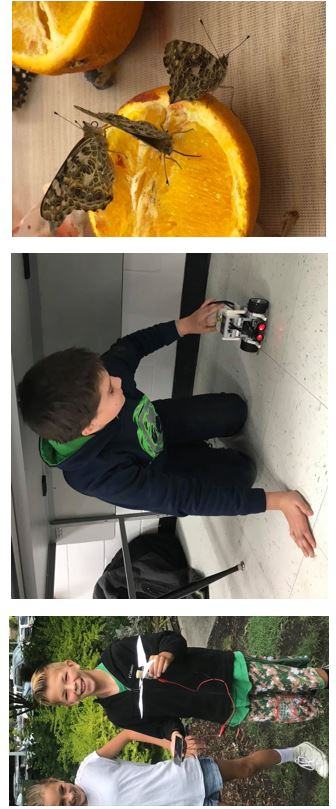 solarpanel-robotics-butterflies