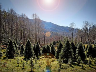 Image of Christmas trees