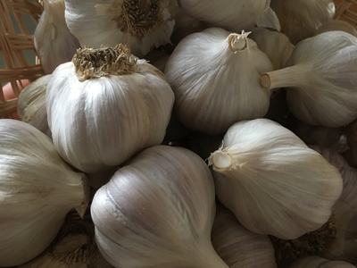 Squash
