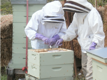 Two beekeepers in protective suits inspecting a hive box outdoors