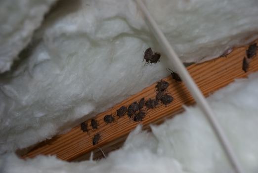 BMSB in attic insulation